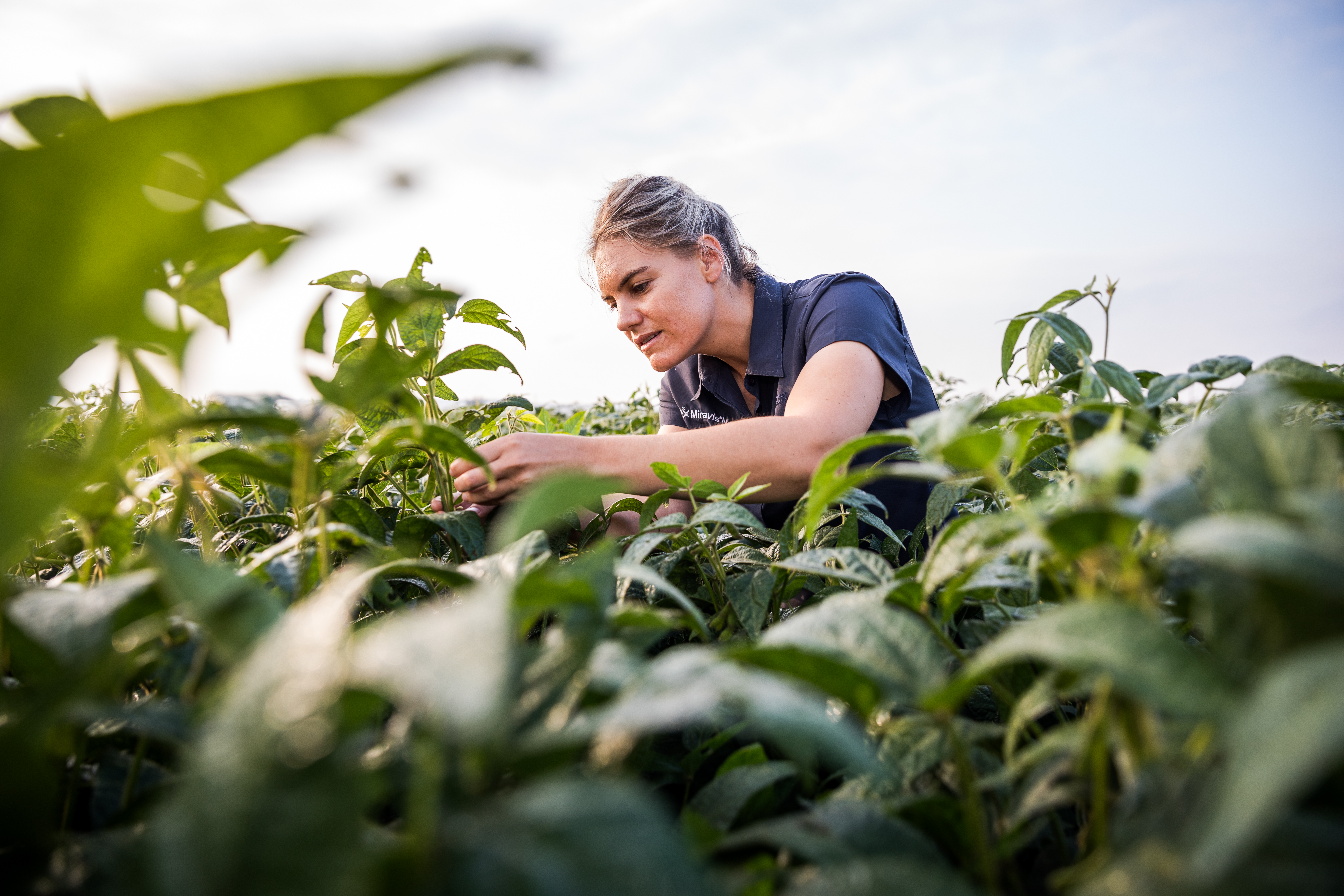 Female farmer inspecting soybean crops in field for sclerotinia (sclerotinia sclerotiorum) damage