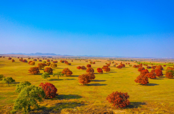 Landscape of acer mono forests in Hinggan League